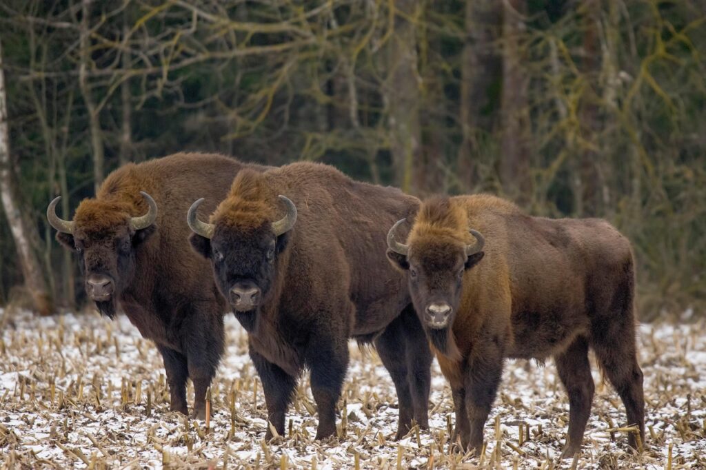 Żubry/bisons in Poland